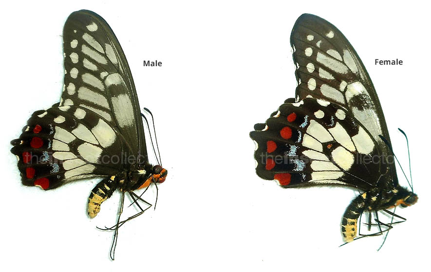 Papilio anactus
