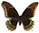 Papilio anchicayaensis