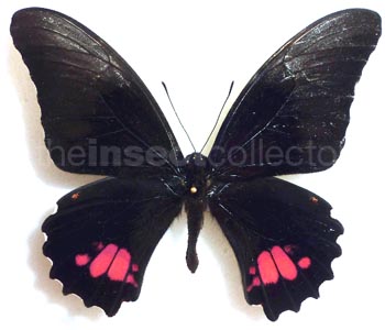 Papilio anchisiades