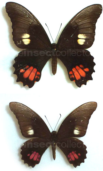 Papilio anchisiades