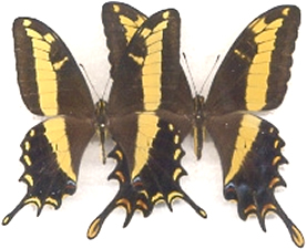 Papilio andraemon 