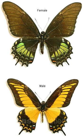 Papilio androgeus 