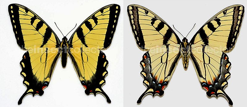 Papilio appalachiensis