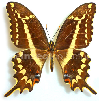 Papilio aristodemus 