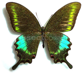 Papilio bianor