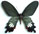 Papilio bootes 