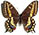 Papilio brevicauda