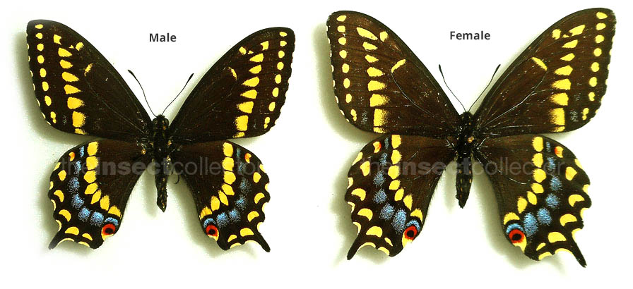 Papilio brevicauda