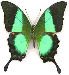 Papilio buddha 