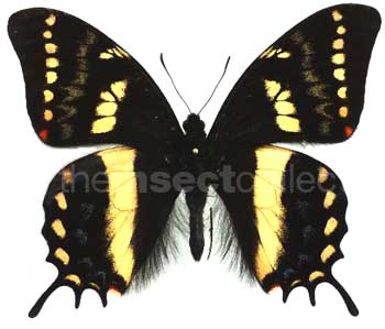 Papilio cacicus 