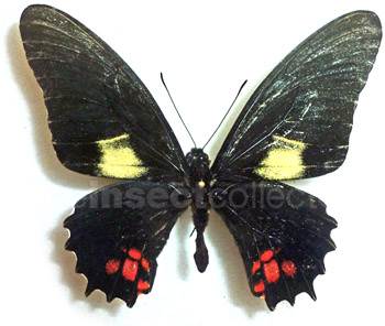 Papilio chiansiades