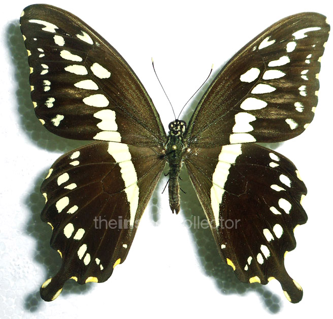 Papilio constantinus 