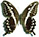 Papilio constantinus 