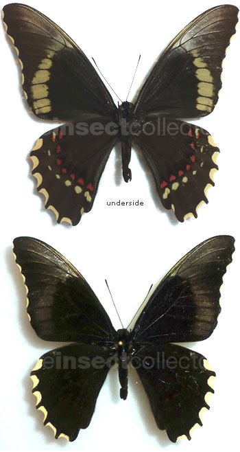 Papilio epenetus 