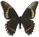 Papilio epenetus 