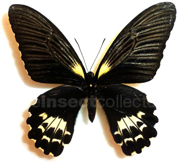 Papilio forbesi