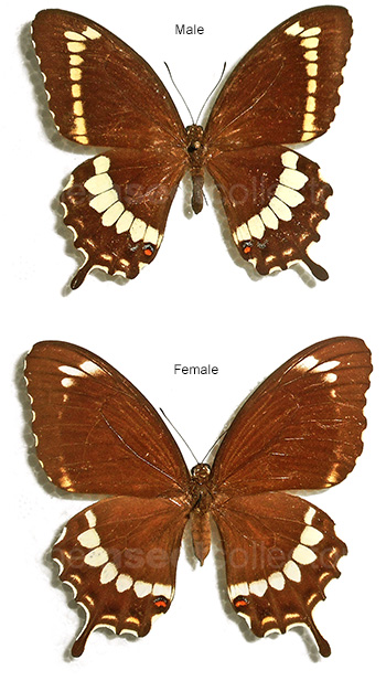 Papilio canopus