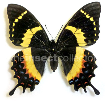 Papilio garamas