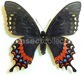 Papilio garamas 