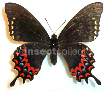 Papilio garamas 