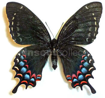 Papilio garamas