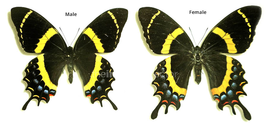 Papilio garamas