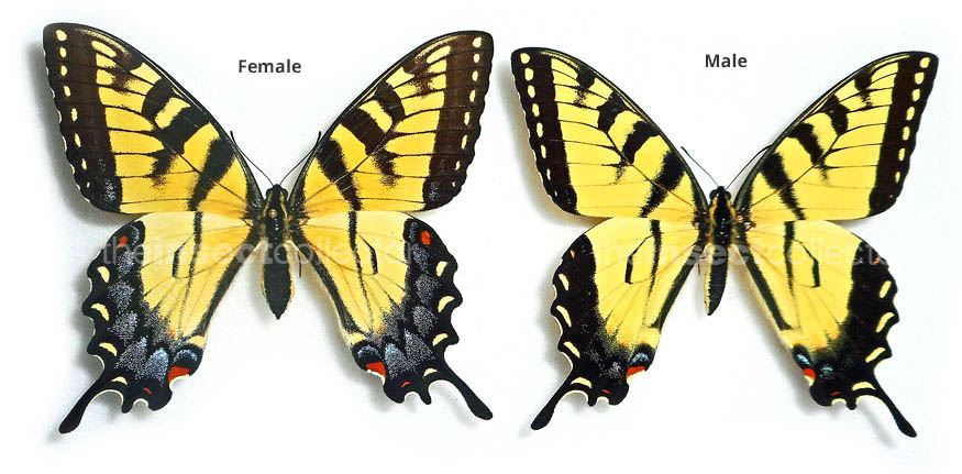 Papilio glaucus