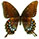 Papilio glaucus