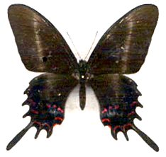 Papilio hectorides