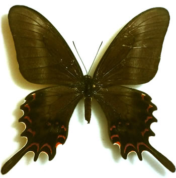 Papilio hectorides