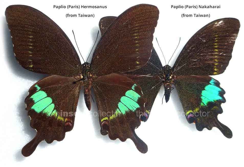 Papilio (paris) hermosanus
