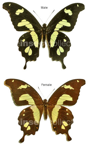 Papilio hesperus 