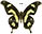 Papilio hesperus 