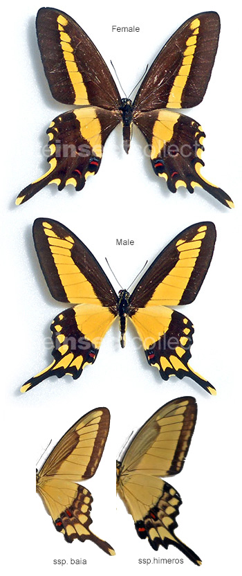 Papilio himeros 