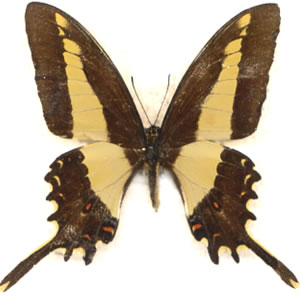 Papilio himeros