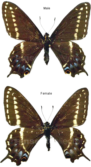 Papilio indra