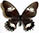 Papilio isidorus