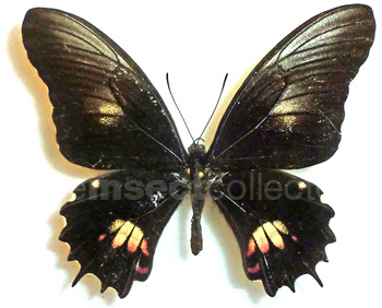 Papilio isidorus