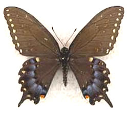 Papilio joanae 