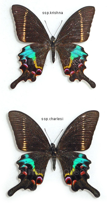 Papilio krishna