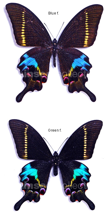 Papilio krishna 