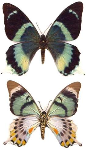 Papilio laglaizei 