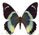 Papilio laglaizei 