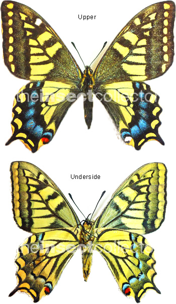 Papilio machaon