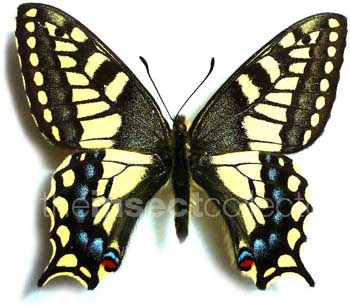 Papilio machaon