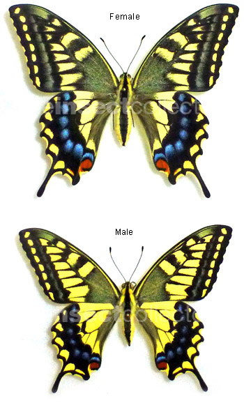 Papilio machaon