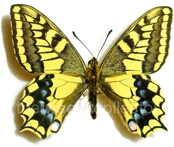 Papilio machaon