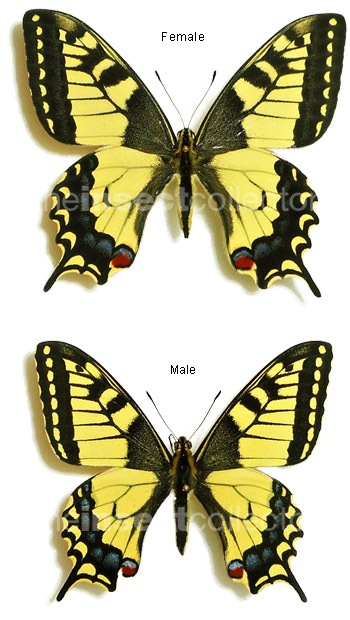 Papilio machaon