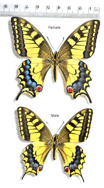 Papilio machaon 