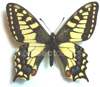 Papilio machaon